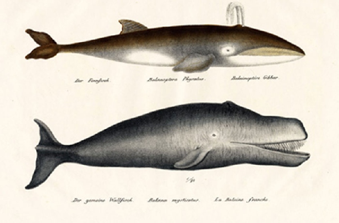 Illustrazioni e immagini di animali storiche del XIX secolo 