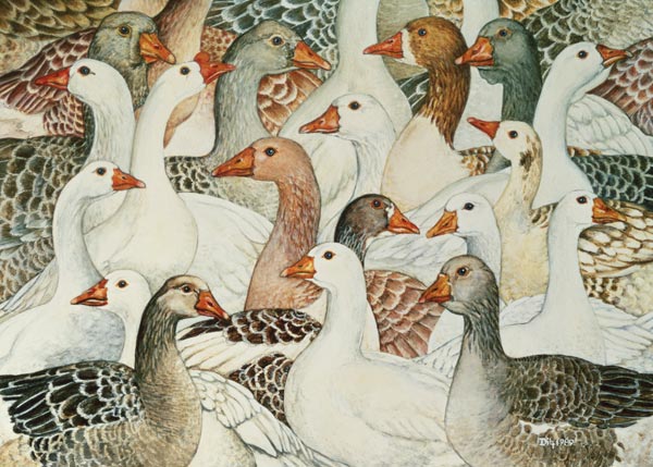 Patchwork Geese  a Ditz 