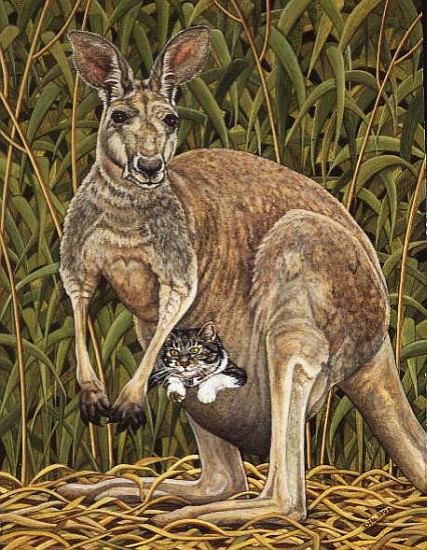 The Kangaroo-Cat  a Ditz 
