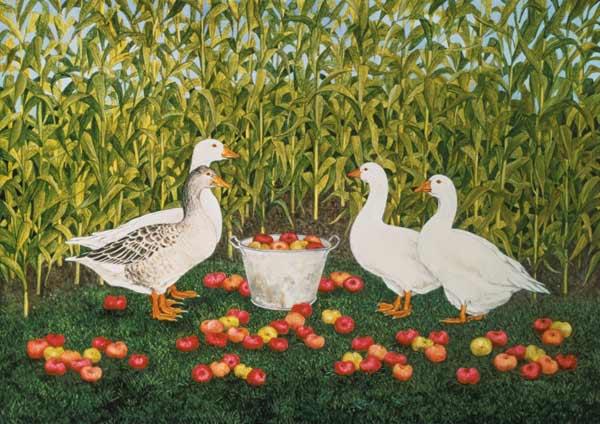 Sweetcorn-Geese 