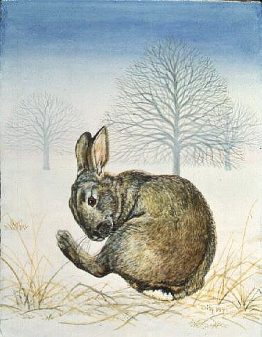 Winter-Rabbit a Ditz 