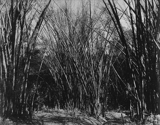 Bamboo Clump, Trinidad, c.1891 a English Photographer