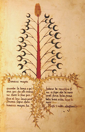 Ms 1591 Fol.13r Herba Lunaria Maggiore a Scuola Italiana