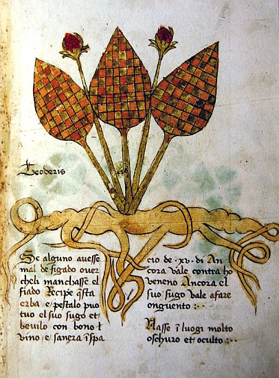 Ms 1591 Fol.19r Herba Teoderis a Scuola Italiana