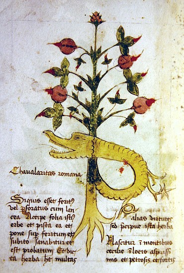 Ms 1591 Fol.6v Herba Chavalaritas Romana, late c.15th a Scuola Italiana
