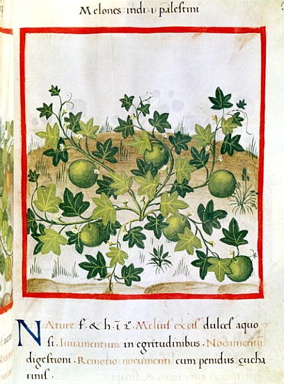 Ms 3054 fol.20 Melons, from ''Tacuinum Sanitatis'' a Scuola Italiana