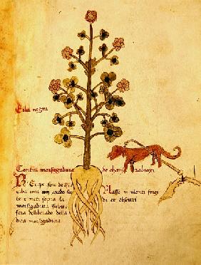 Ms 1591 Fol.38r Herba negra