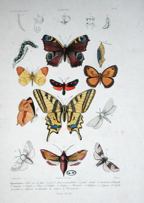 Various butterflies, from 'Dictionnaire Elementaire d'Histoire Naturelle', engraved by Felix, 1842 ( a A. Baron