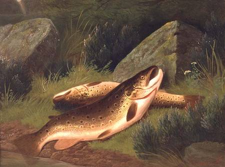 Brown Trout a A. Roland Knight