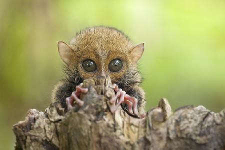 Baby Tarsier