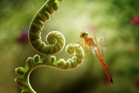 Ferns and Dragonflies