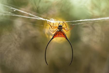 Long Horned Spider