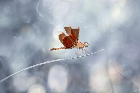 Red Dragonfly on Leaf of Grass