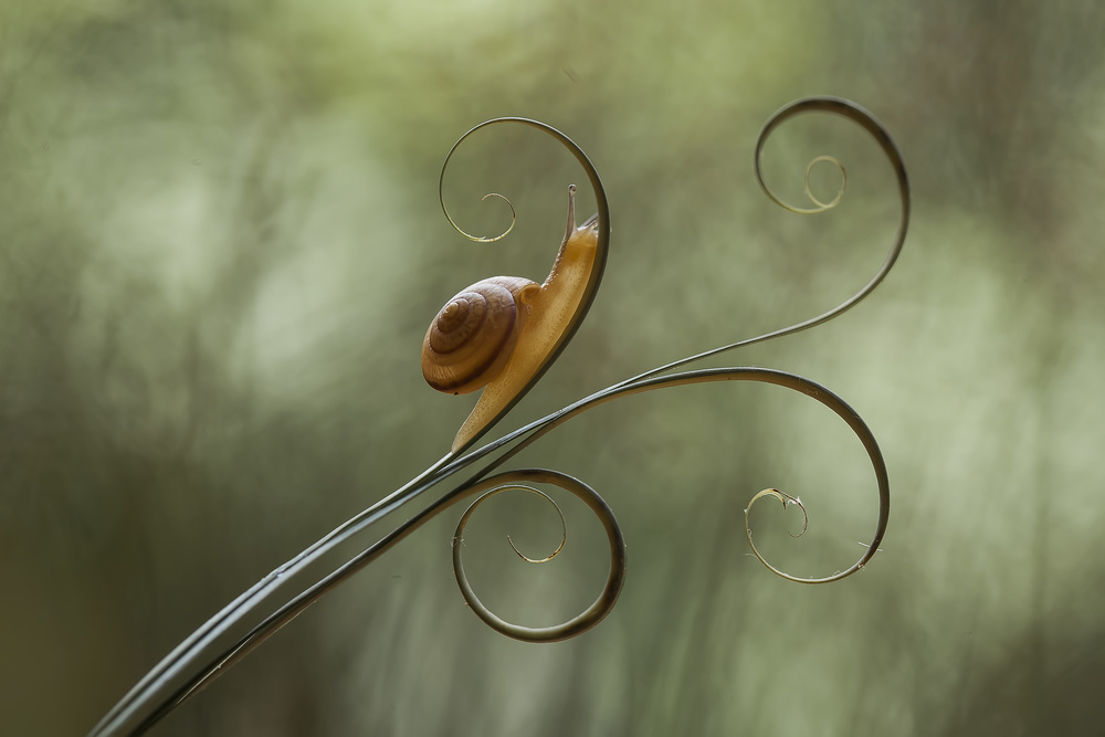 Snail and Leaves a Abdul Gapur Dayak