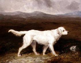 Charles Brett's White English Setter 'Sam' in a Moorland Landscape