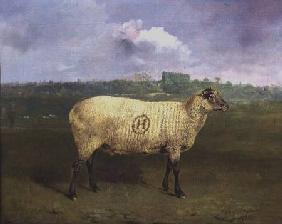 A Prize Ewe with monogram 'H', belonging to Mr J.A. Houblon, Hallingbury Place, Essex