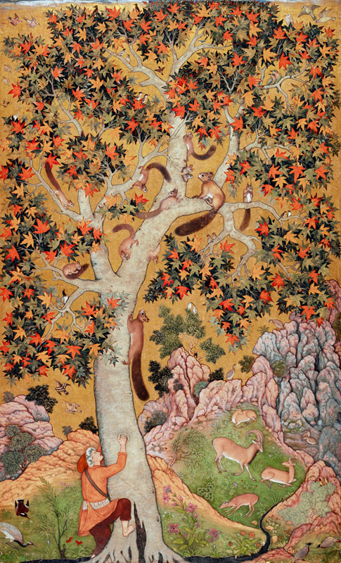 Johnson Album I, No.30 Squirrels on a plane tree, Mughal a Abu'l Hasan