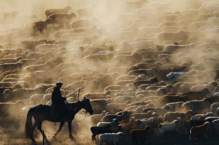 Grazing in the morning