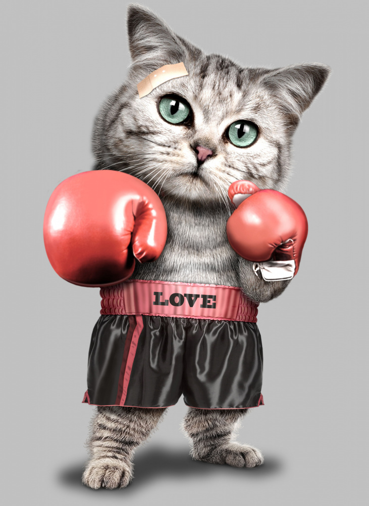 boxing cat a Adam Lawless
