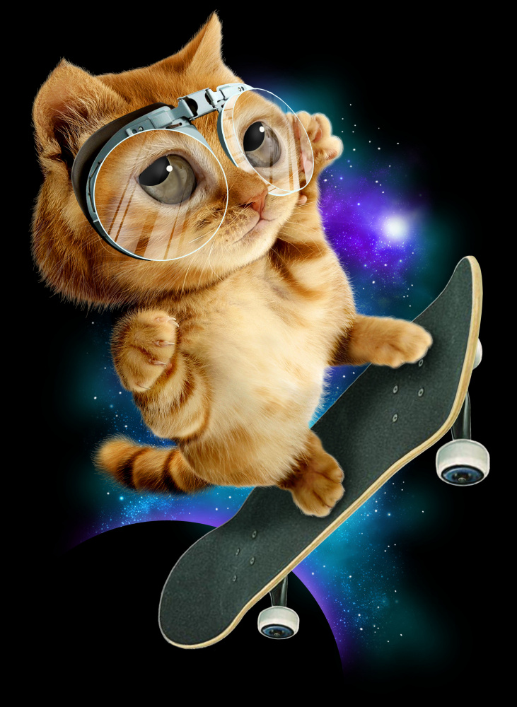 cat on skateboard a Adam Lawless