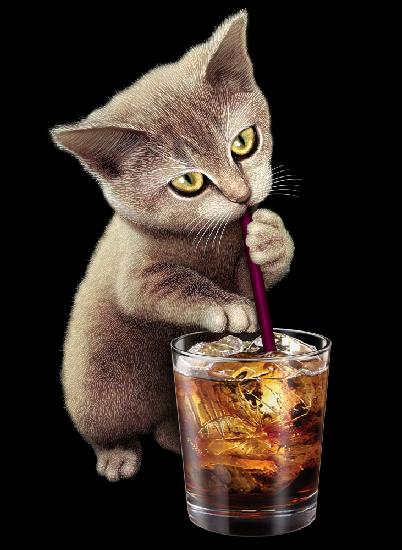 cat and soft drink