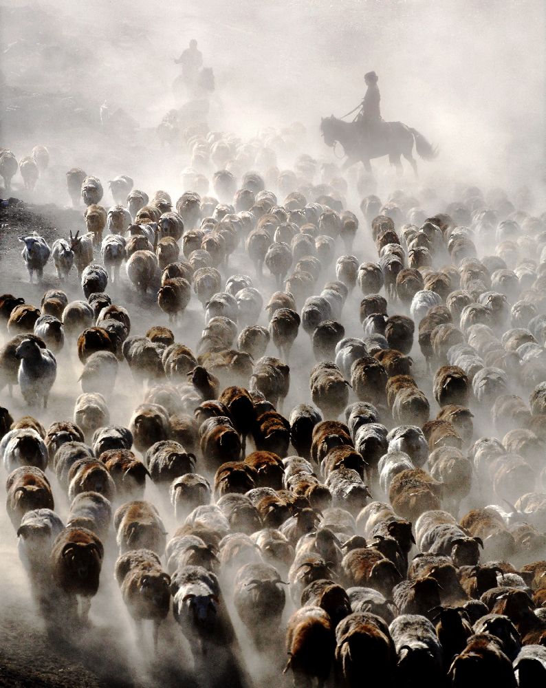 The Great Migration of China a Adam Wong