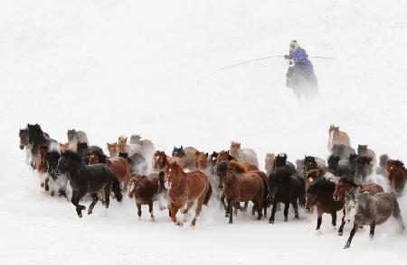 Horse run in the snow