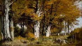 Beech wood in autumn.