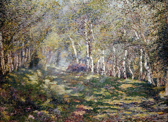 Silver Birches (oil on canvas) a Adriaan Josef Heymans
