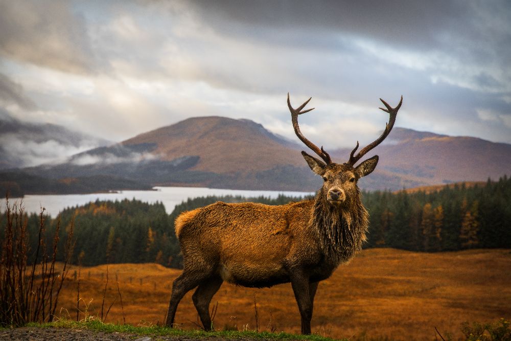 Scottish Stag a Adrian Popan