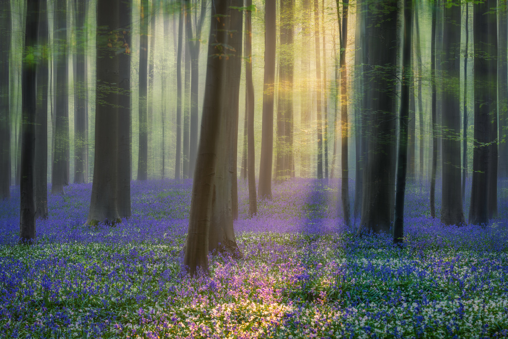 Daydreaming of Bluebells a Adrian Popan