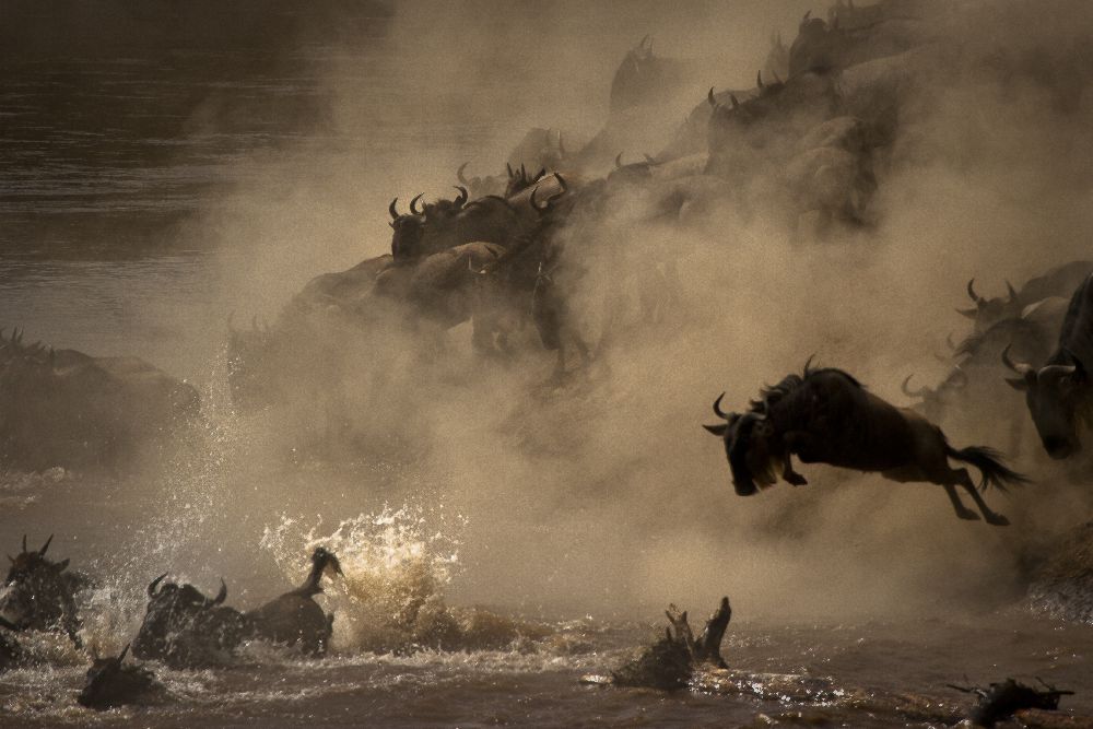 The Great Wildebeest Migration a Adrian Wray