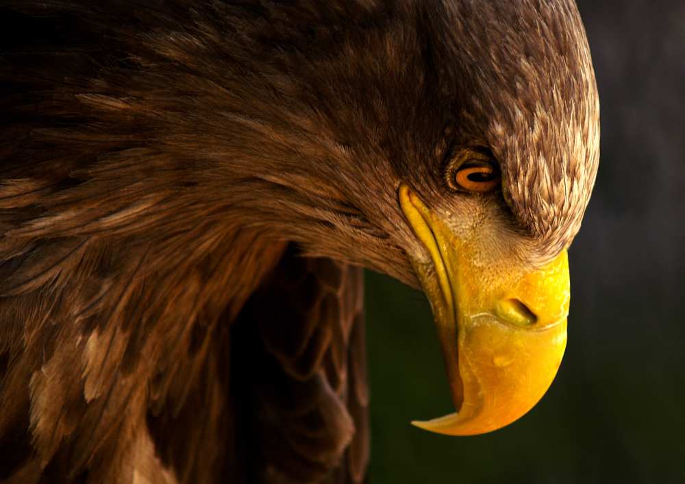 Eagle pursues prey a Adriana K.H.