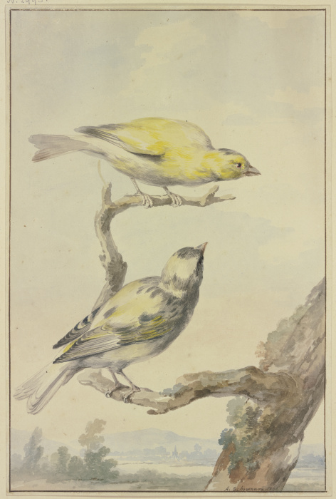 Two canaries a Aert Schouman