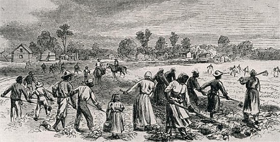 Labour in the Cotton Fields, Hoeing the Young Plants, illustration from ''Harper''s Weekly'', 1867,  a (after) Alfred R. Waud