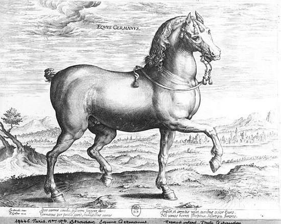 Equus Germanus a (after) Jan van der (Joannes Stradanus) Straet