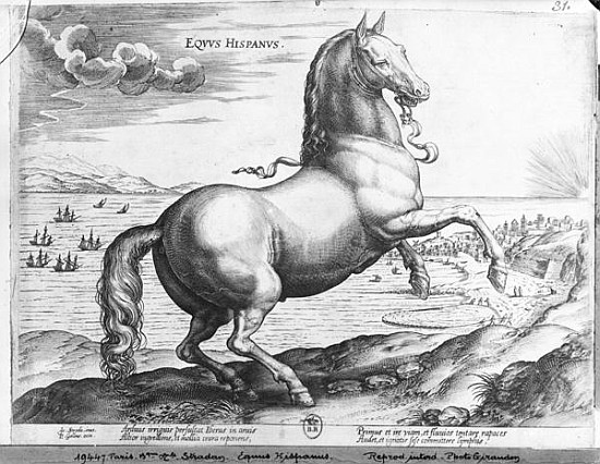 Equus Hispanus a (after) Jan van der (Joannes Stradanus) Straet