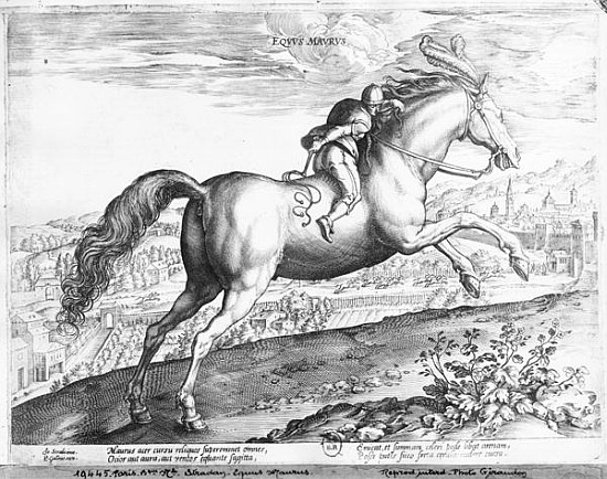 Equus Maurus a (after) Jan van der (Joannes Stradanus) Straet