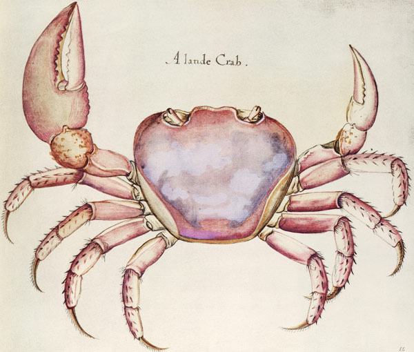 Land Crab a (after) John White