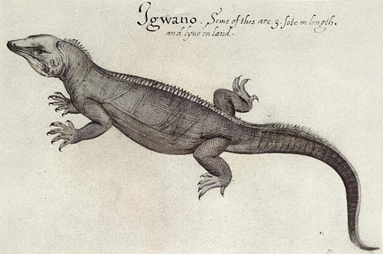 Iguana a (after) John White