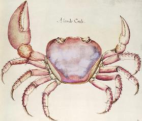 Land Crab