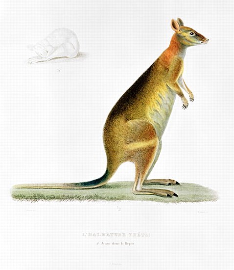Kangaroo; engraved by Coutant a (after) Pancrace Bessa