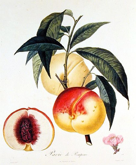 Pavie de Pompone; engraved by Bouquet a (after) Pierre Antoine Poiteau