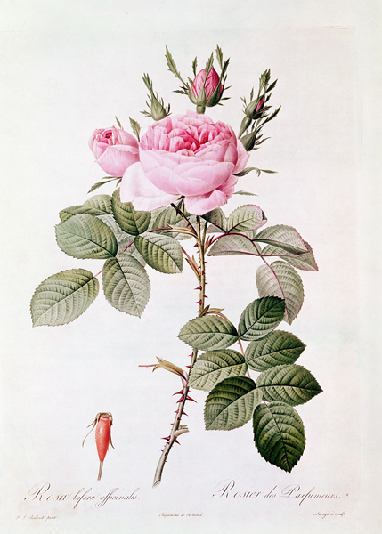 Rosa Bifera Officinalis, from ''Les Roses'' Claude Antoine Thory (1757-1827) ; engraved by Eustache  a (after) Pierre Joseph Redoute