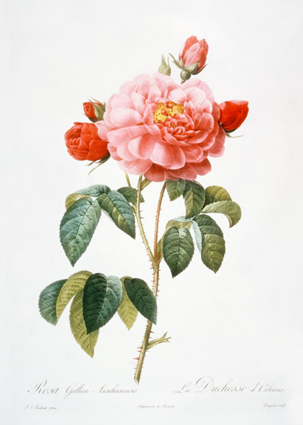 Rosa Gallica Aurelianensis; engraved by Eustache Hyacinthe Langlois (1777-1837) a (after) Pierre Joseph Redoute