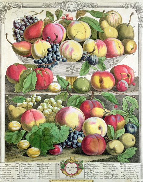 September, from ''Twelve Months of Fruits'', Robert Furber (c.1674-1756) ; engraved by  Henry Fletch a (after) Pieter Casteels