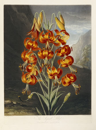 The Superb Lily a (after) Robert John Thornton