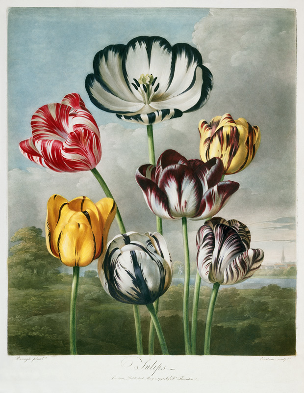 Tulips a (after) Robert John Thornton