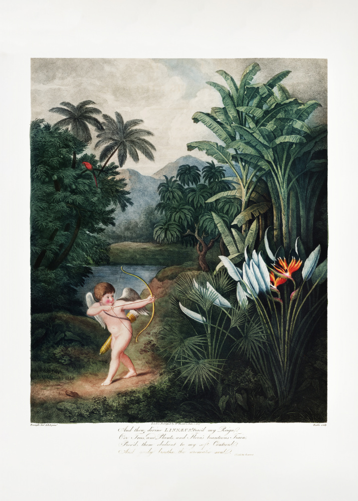 Cupid Inspiring Plants with Love from The Temple of Flora (1807) a (after) Robert John Thornton