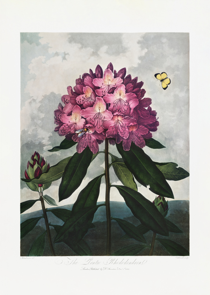The Pontic Rhododendron from The Temple of Flora (1807) a (after) Robert John Thornton